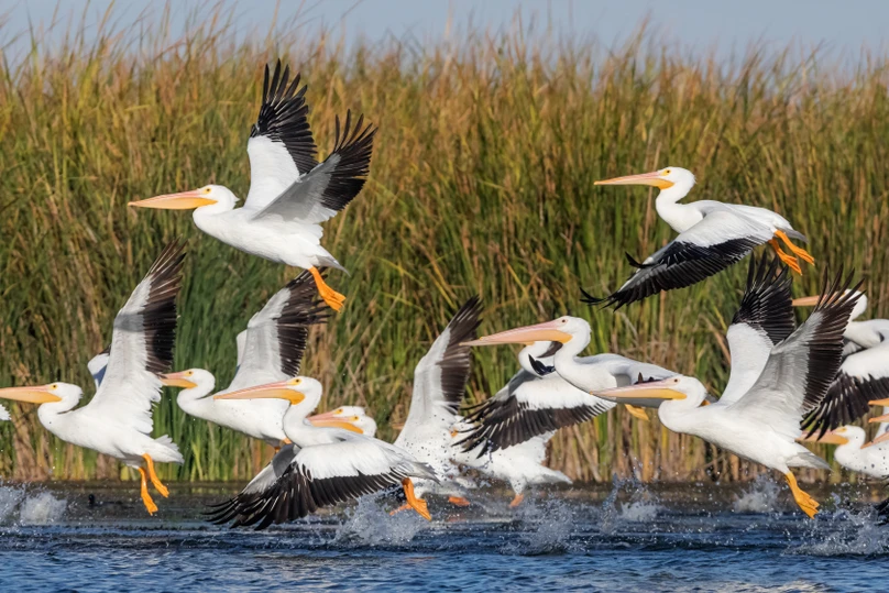 A flock of American white pelicans taking flight over coastal water