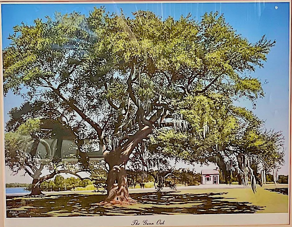 The Gunn Oak by Robert Wells, 1995