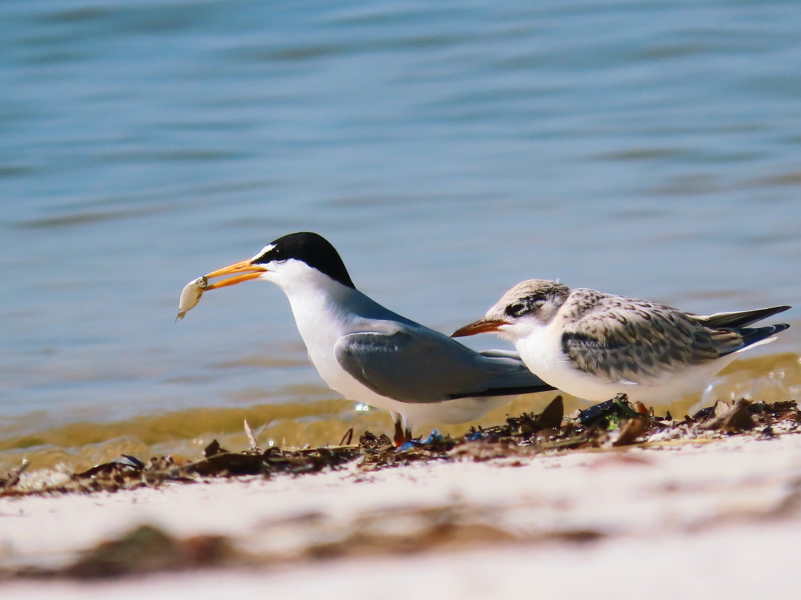 Adult tern holding a small fish beside a juvenile tern on the shoreline
