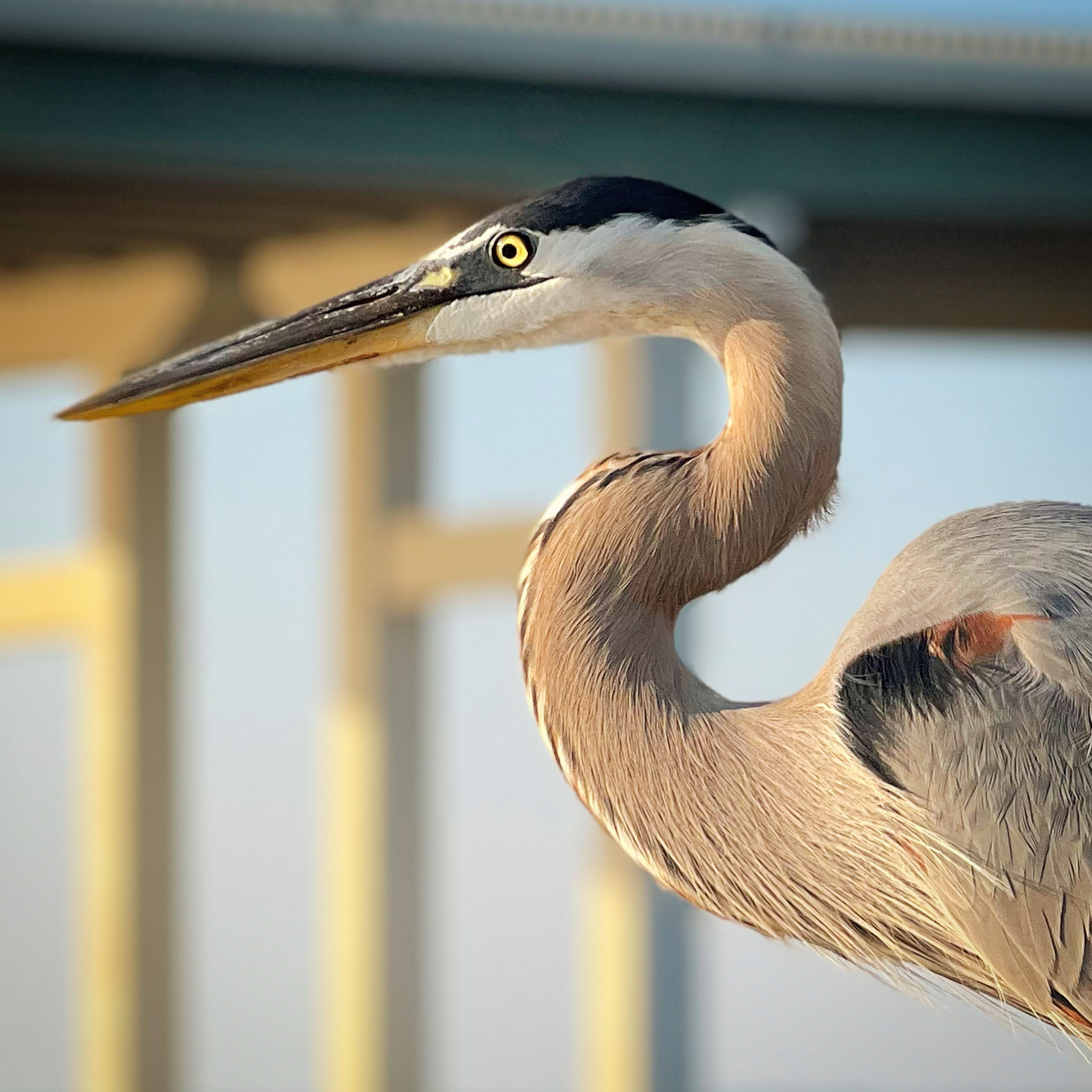 Close portrait of a great blue heron in warm sunlight