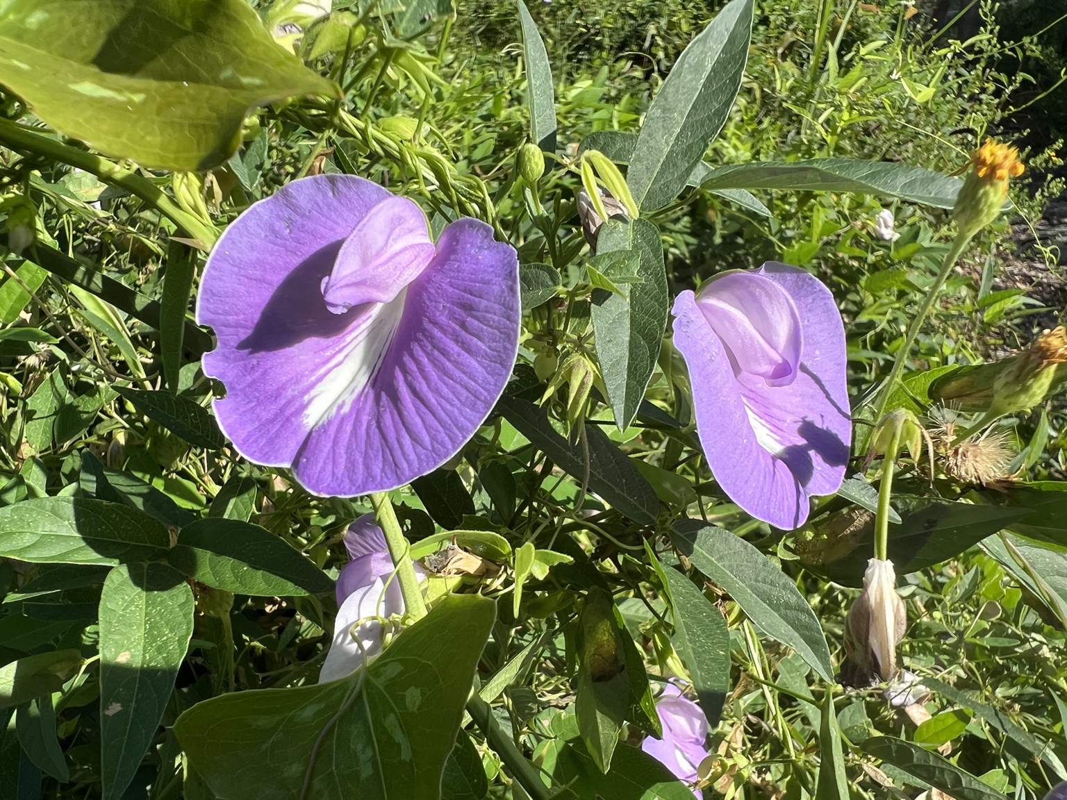 Purple Atlantic pigeonwings flowers growing among green vines