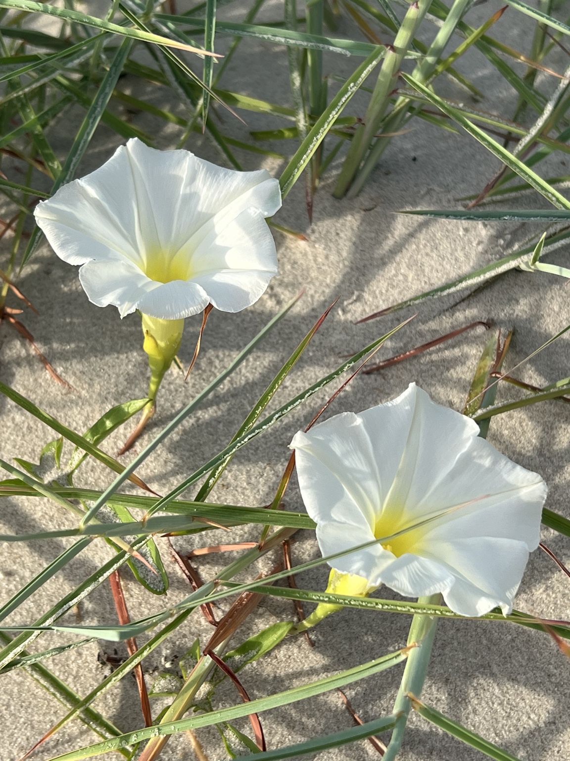 Two white beach morning glory flowers growing across coastal sand