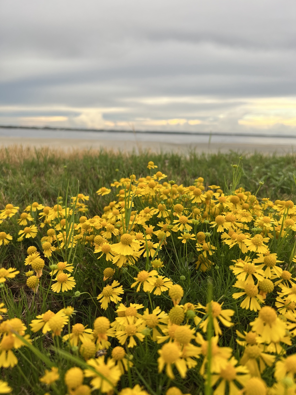 A dense patch of small yellow bitter sneezeweed flowers beside the shoreline