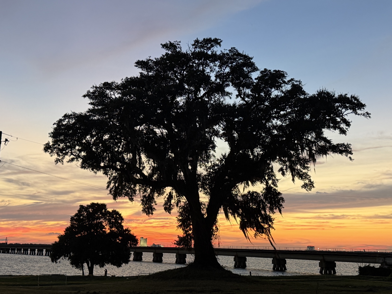 Large live oak draped with Spanish moss on Front Beach at sunset