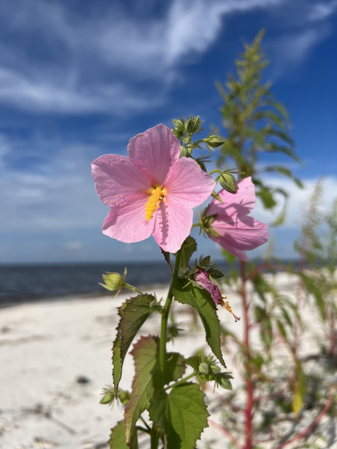 A pink saltmarsh mallow flower blooming near the coast