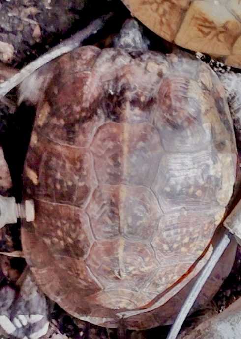 Beatle the box turtle seen from above