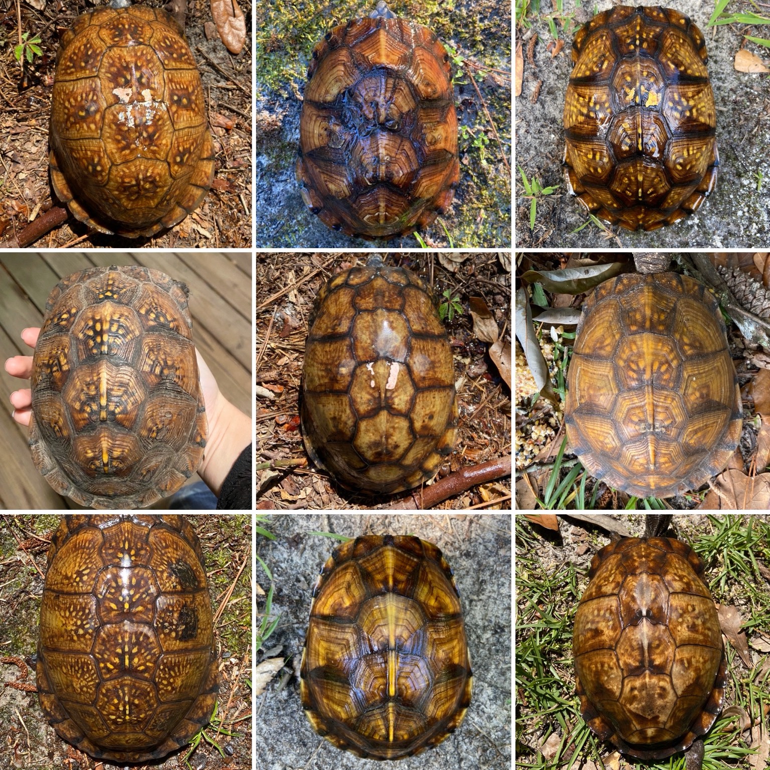 A collection of box turtle shell patterns, each with distinct markings