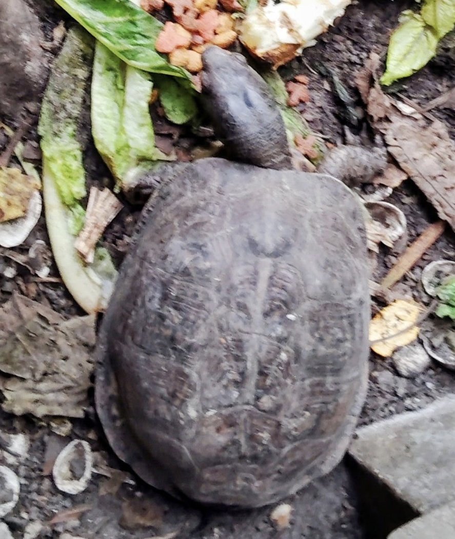 Dusty the box turtle seen from above