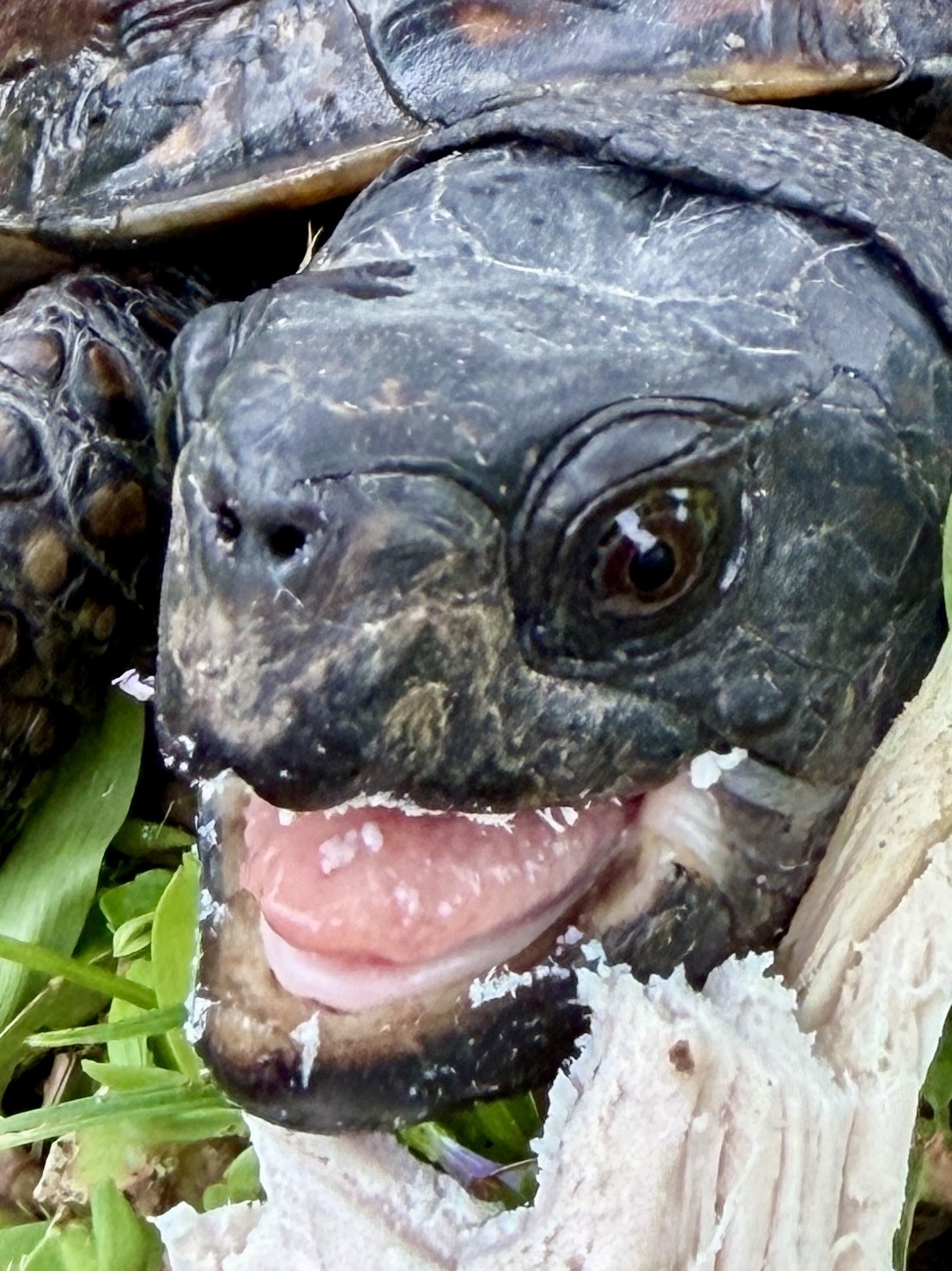 Close-up of Hoss, a male box turtle