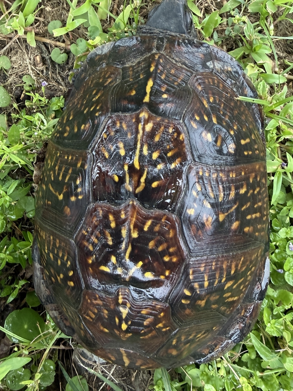 Hoss the box turtle seen from above, showing his full shell