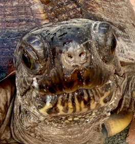 PeachyKeen, a female box turtle, facing the camera