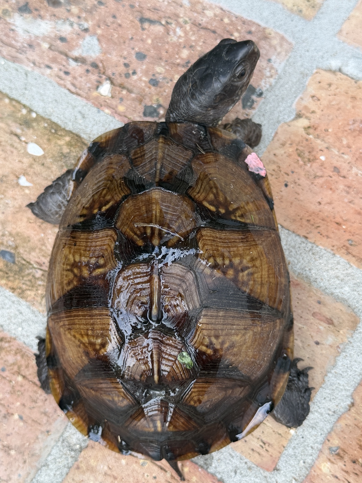 PeachyKeen the box turtle seen from above, showing her full shell and body