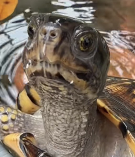 Scarlet, a female box turtle, facing the camera