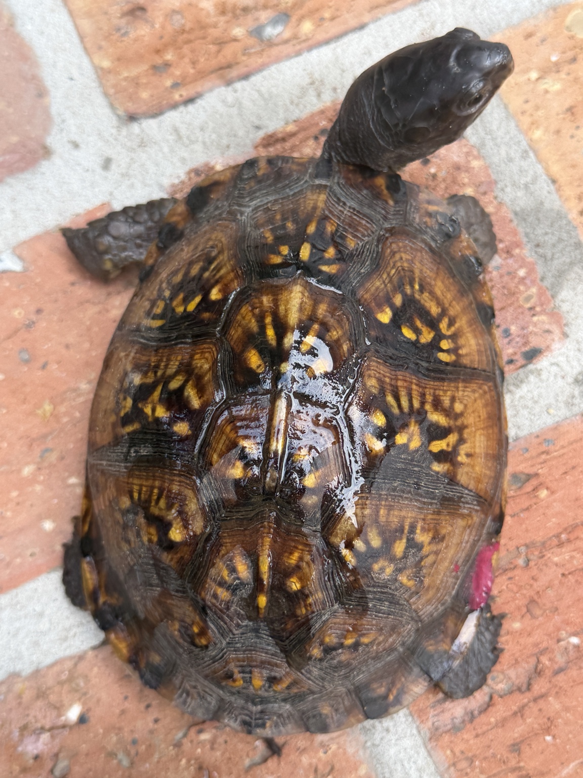 Scarlet the box turtle seen from above, showing her full shell and body