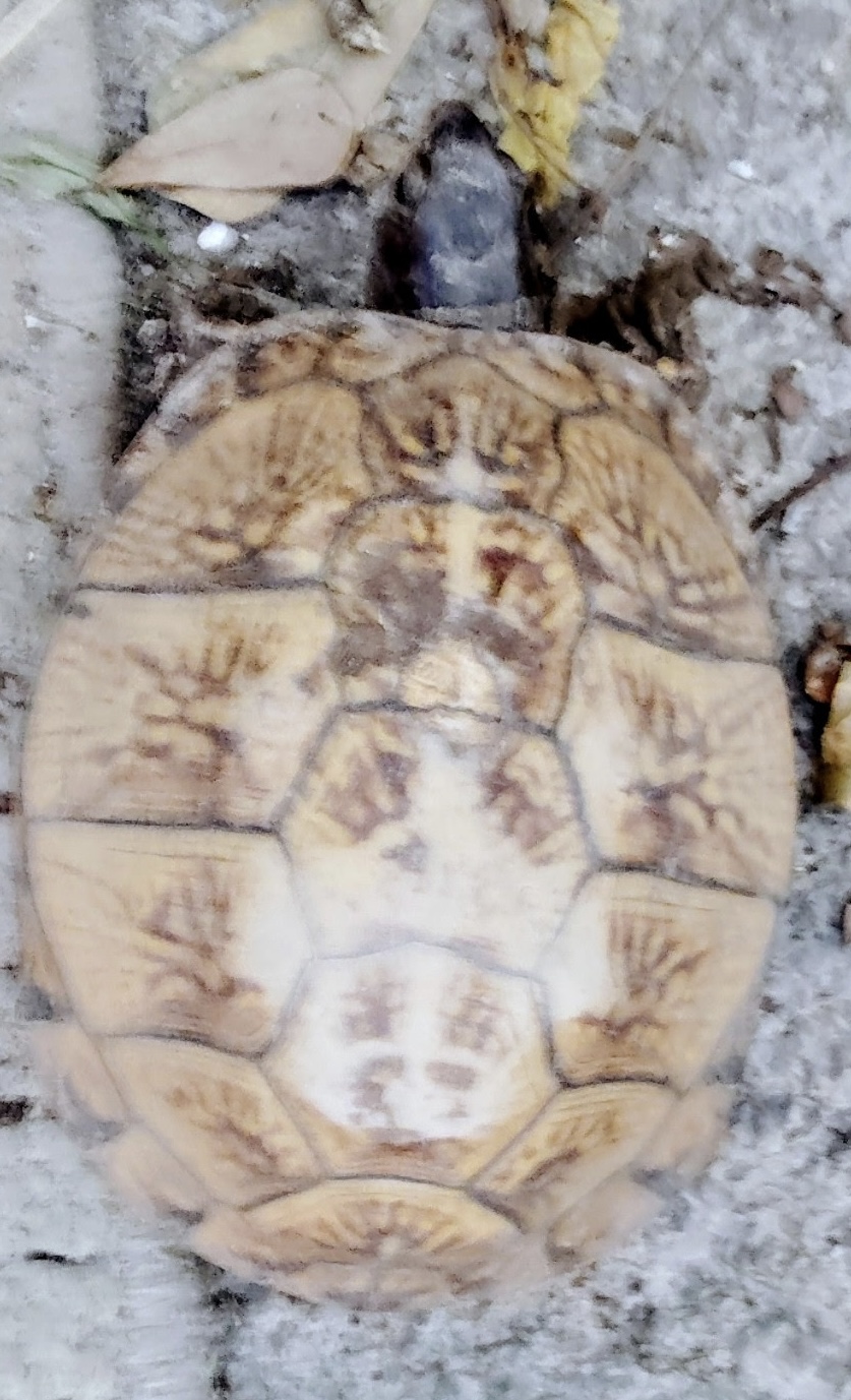 Tank the box turtle seen from above