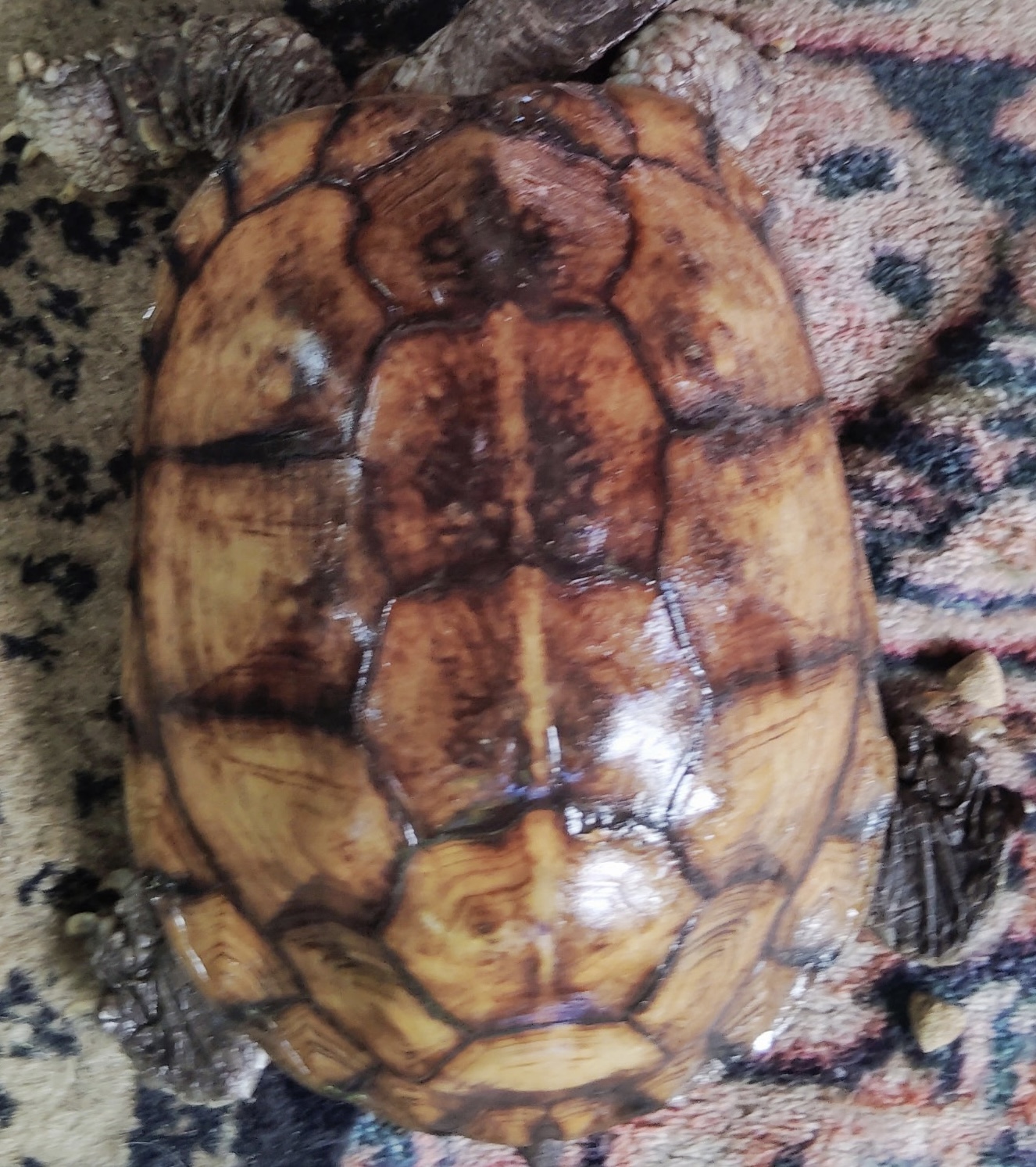 Trashy the box turtle seen from above