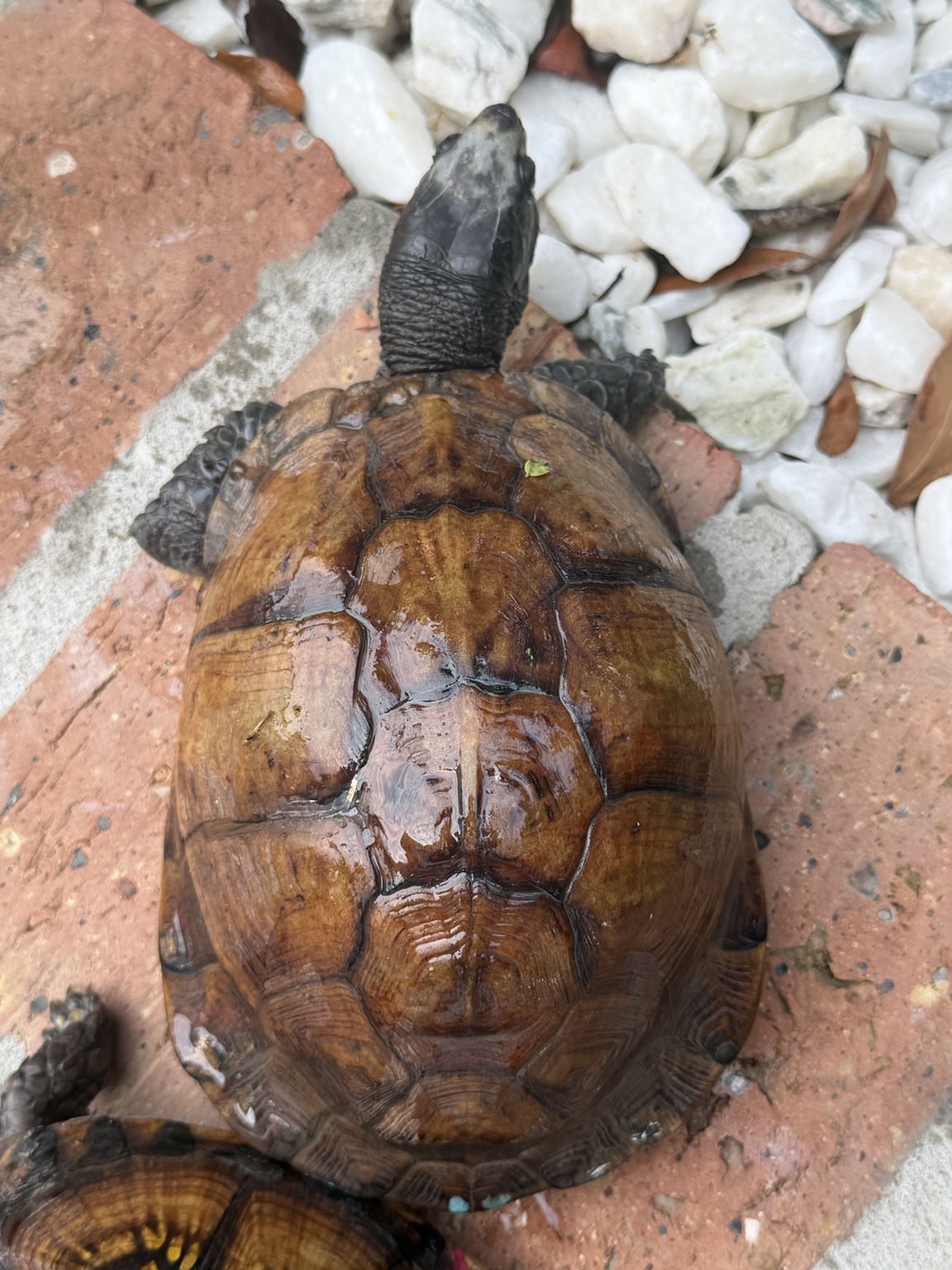 TwoBlue the box turtle seen from above, showing his full shell and body