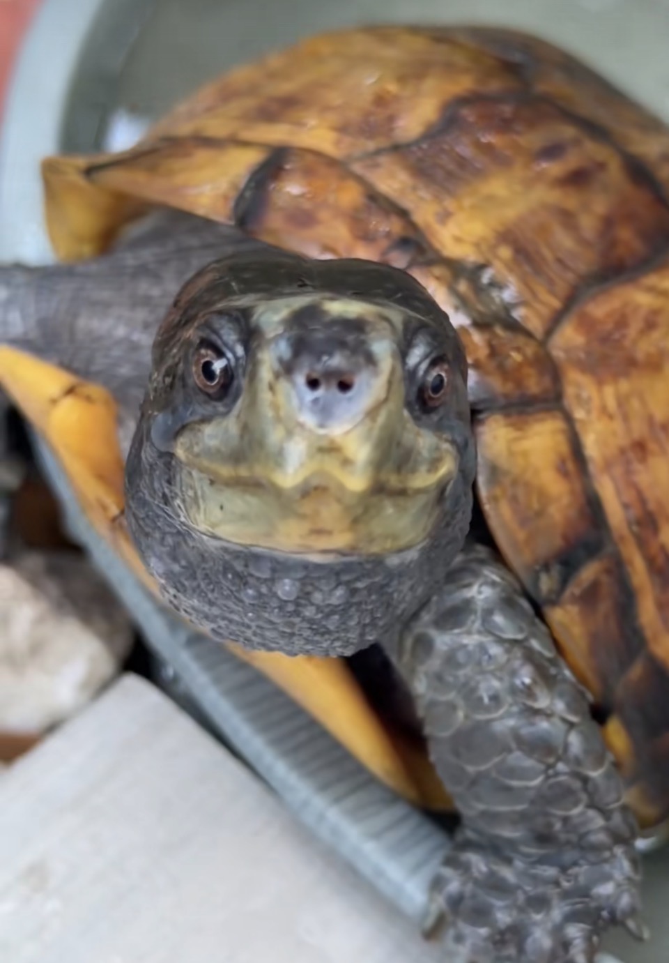 TwoBlue, a male box turtle, facing the camera